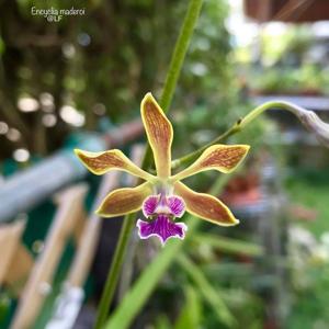 Encyclia replicata