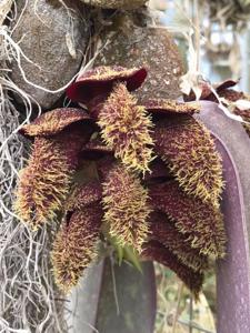 Bulbophyllum phalaenopsis