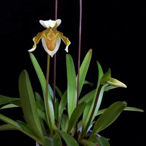 Paphiopedilum exul