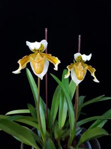 Paphiopedilum exul