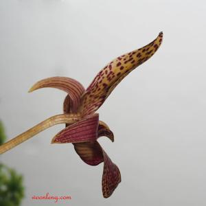 Bulbophyllum lobbii subsp. breviflorum
