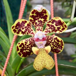 Vanda lombokensis