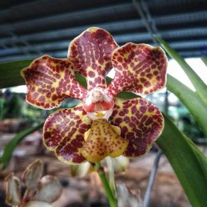 Vanda lombokensis