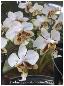 Phalaenopsis stuartiana