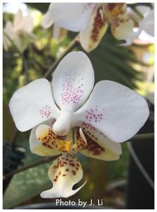 Phalaenopsis stuartiana