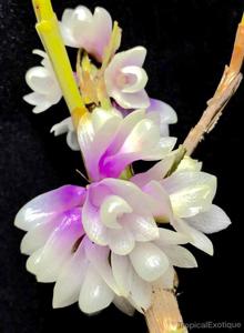 Dendrobium obtusum