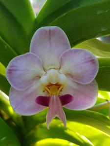 Vanda foetida