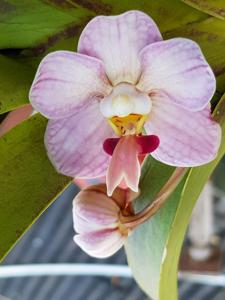 Vanda foetida