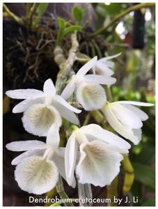 Dendrobium polyanthum