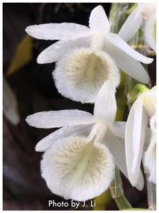 Dendrobium polyanthum