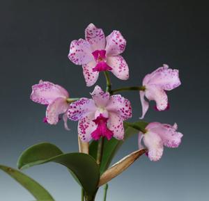 Cattleya amethystoglossa