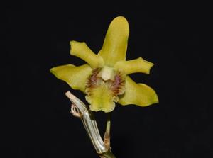 Dendrobium ruckeri