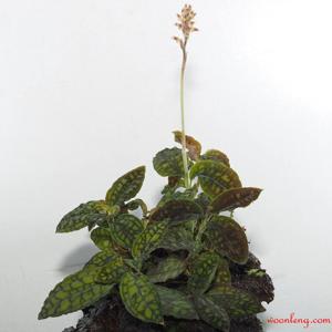 Cystorchis variegata