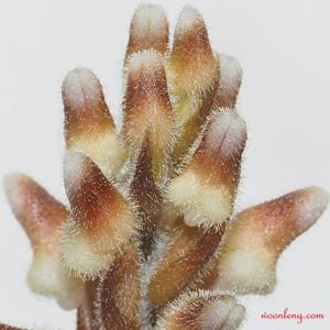 Cystorchis variegata