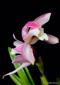 Cymbidium wadae