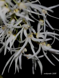 Dendrobium linguiforme