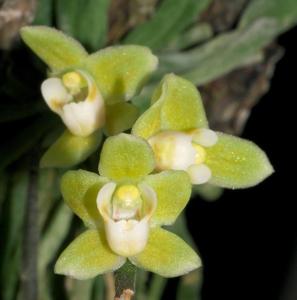 Chiloschista viridiflava