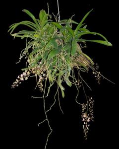 Sarcoglyphis mirabilis