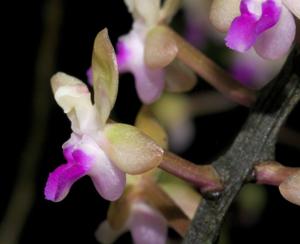 Sarcoglyphis mirabilis