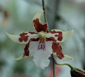 Oncidium aurarium