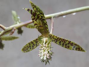 Catasetum cristatum