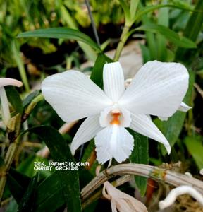 Dendrobium infundibulum