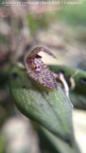 Acianthera variegata