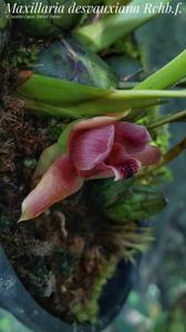 Maxillaria desvauxiana