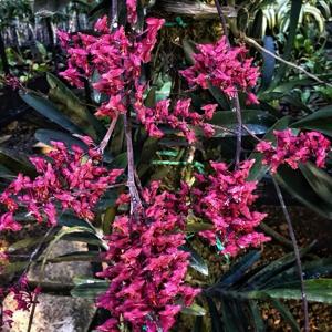 Renanthera caloptera