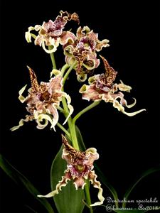 Dendrobium spectabile