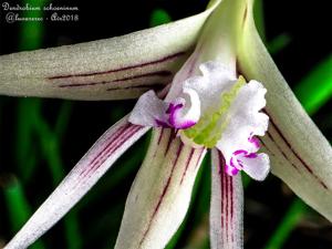 Dendrobium schoeninum