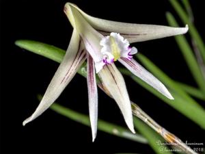 Dendrobium schoeninum