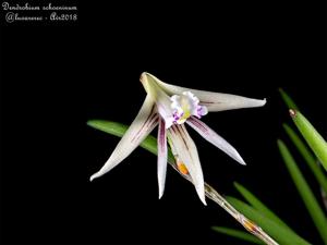 Dendrobium schoeninum