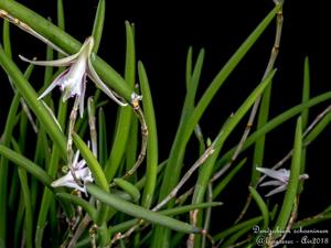 Dendrobium schoeninum