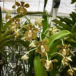 Vanda motesiana