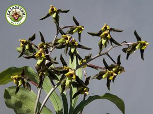 Catasetum gnomus