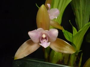 Lycaste tricolor