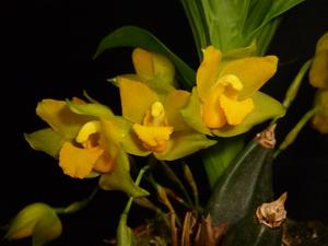 Lycaste bradeorum