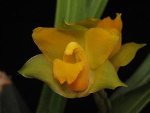 Lycaste bradeorum