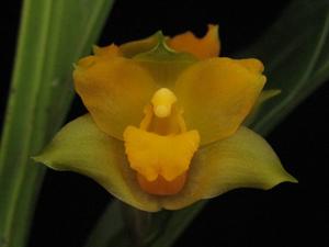 Lycaste bradeorum