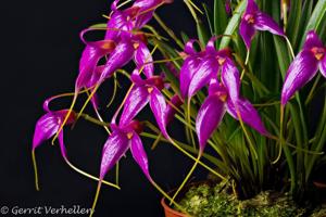 Masdevallia lamprotyria