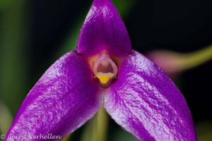 Masdevallia lamprotyria