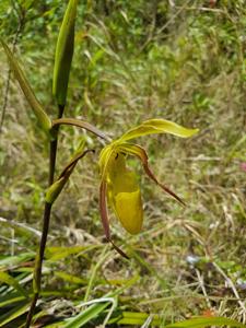 Phragmipedium longifolium