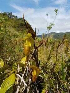 Phragmipedium longifolium