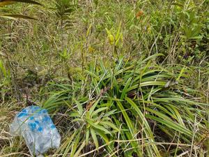 Phragmipedium longifolium