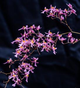 Oncidium sotoanum