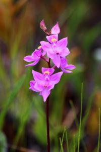 Calopogon multiflorus