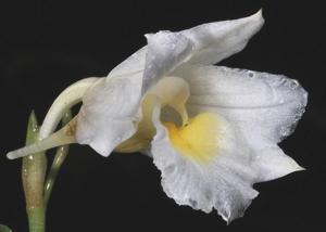 Phaius stenocentron