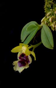 Gastrochilus retrocallus