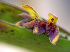 Acianthera aphthosa
